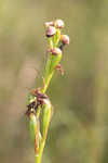 Giant orchid